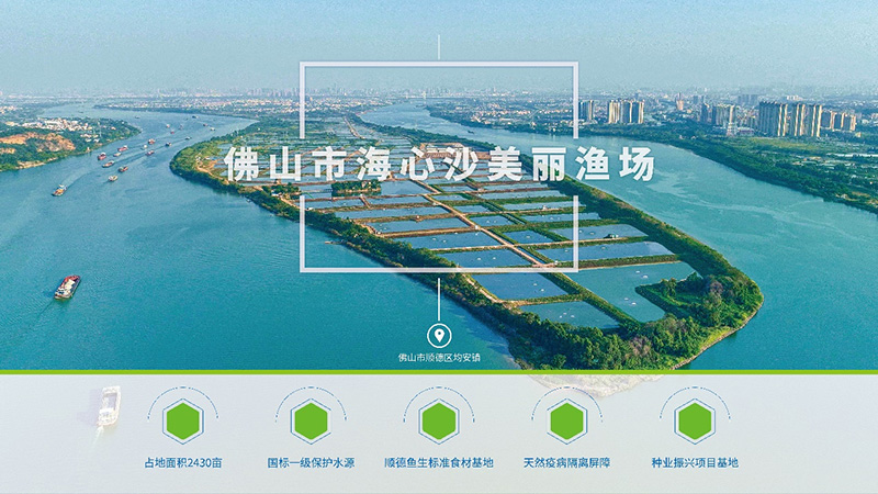 行情低迷，草魚越養(yǎng)越?jīng)]信心？他們竟然養(yǎng)出可以生吃的淡水魚，讓其身價倍增