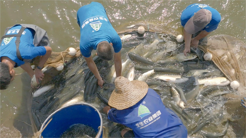 只吃草！對畝產(chǎn)10000斤說“不”！30年“深耕”一條魚